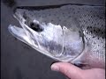 Cold Steel