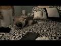 videos de My Dog Hummer