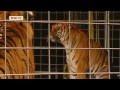 Raus aus der Manege - Wildtierverbot im Zirkus | Politik direkt