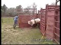 Lot #2604 - Yearling Bucking Bull Lot #2604 - Yearling Bucking Bull