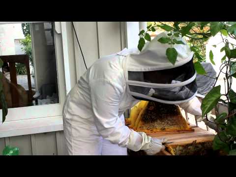 how to collect honey from hive