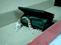 Baby Corn Snake Eating Fuzzy 3
