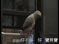 grey parrot   dingdong   talking