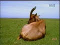 Hyenas attack a deer ไฮยีนาจู่โจมเนื้อทราย