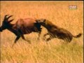 Hyenas attack a deer ไฮยีนาจู่โจมเนื้อทราย
