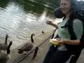 ducks ducks ducks ducks ducks ducks ducks ducks ducks ducks