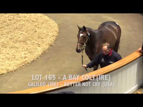 Tattersalls December Yearling Sale 2016