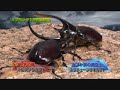 マルスゾウカブトvsネプチューンオオカブト　虫皇帝