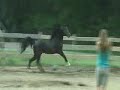 Black Arabian Stallion plays w/ball