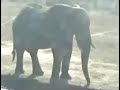 Elephant Kirby Likes To Vacuum (Junk in the Trunk) Elephant Kirby Likes To Vacuum (Junk in the Trunk)