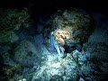 roatan video 003.asx