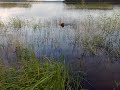 Tollon toinen nouto