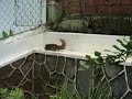 A young squirrel fell into a container of soap water and his mom can't recognise him no more.