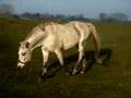TROJAK - polish malopolski horse - TORDIS HORSES - konie