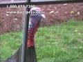 Turkey Attack on man!!