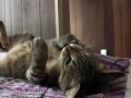 ツネオの変な曲♪「ツネオテレビ」
