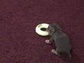 videos de Pluto chasing Mickey
