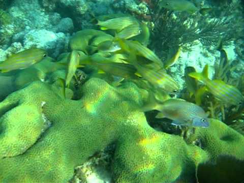 John Pennekamp Coral Reef State Park - Snorkeling Tour - Key Largo, FL - 10
