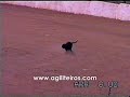 Sasha me ensinando a fazer agility!!!