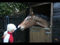 horse life since september