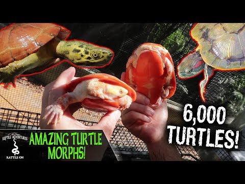 YouTube reptile video