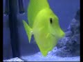 acquario marino di 1 anno, fatto da papà Angelo, e aiuto mio