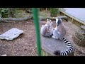 PSP camera monkeys video