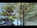 The Last Mimzy - Hello (I Love You)