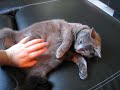 Gatta certosino: coccole ad un pancione in attesa