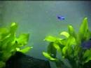 Fische
