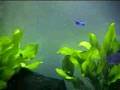 Fische