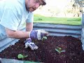 zucchinis, growing and planting zucchinis, growing and planting