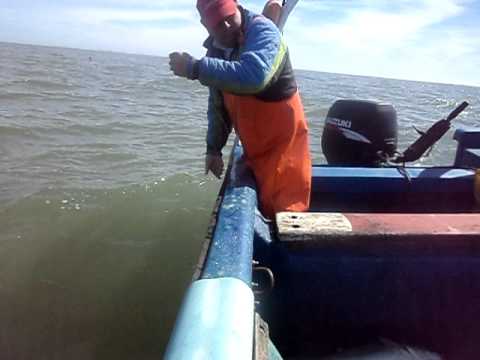 PESCA DE LA CORVINA