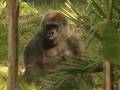 videos de All About Apes