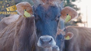 Ki・Ra・Riかながわ「山北町」