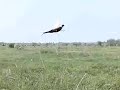 fazant vliegt / Pheasant flies