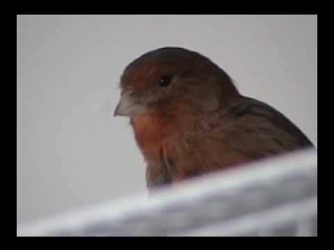 Singing Canary
