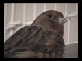 singing canary bird sutors