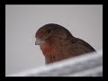Singing Canary