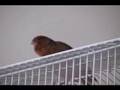 Singing Canary