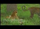 More Mating Leopards