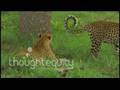 More Mating Leopards