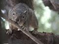 squirrel!