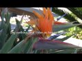 Dreaming Part I - Meditation Words - Yoga Music & Chill-out - Anke Moehlmann