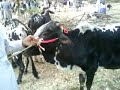 Mahad_Qurbani_Cow_2009.MP4