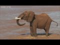 Elephants: up close and personal - Planet Earth Live - BBC One