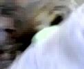 Sesso amatoriale di tartarughe Sesso amatoriale di tartarughe