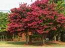 crape myrtles