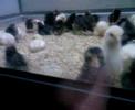 Poussins cons