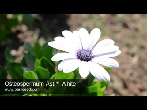 how to harvest osteospermum seeds